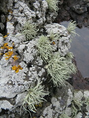 Ramalina siliquosa