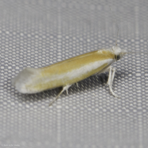 iNaturalist observation photo of Pine Needle Sheathminer