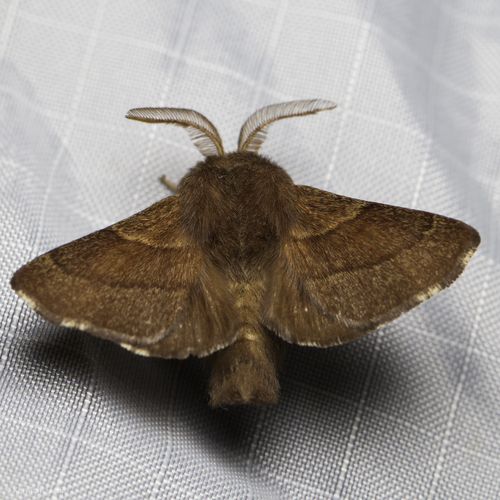 iNaturalist observation photo of Forest Tent Caterpillar Moth