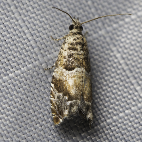 iNaturalist observation photo of Epinotia