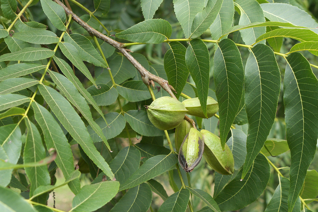 Pecan (Trees of the Eastern United States and Canada) · iNaturalist