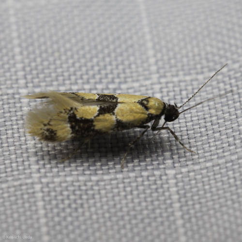iNaturalist observation photo of Decantha stonda