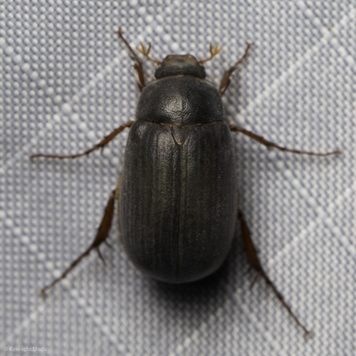 iNaturalist observation photo of Scarabs