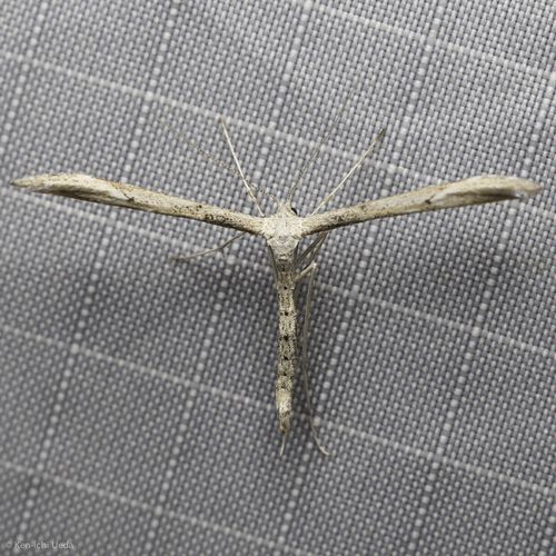 iNaturalist observation photo of Oidaematophorini