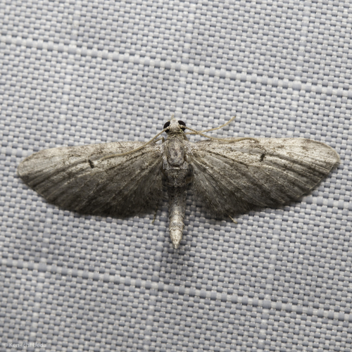 iNaturalist observation photo of Geometer Moths