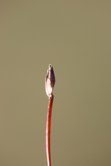 Eleocharis quinqueflora