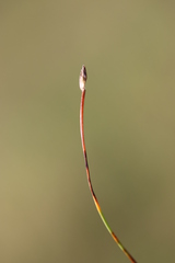 Eleocharis quinqueflora