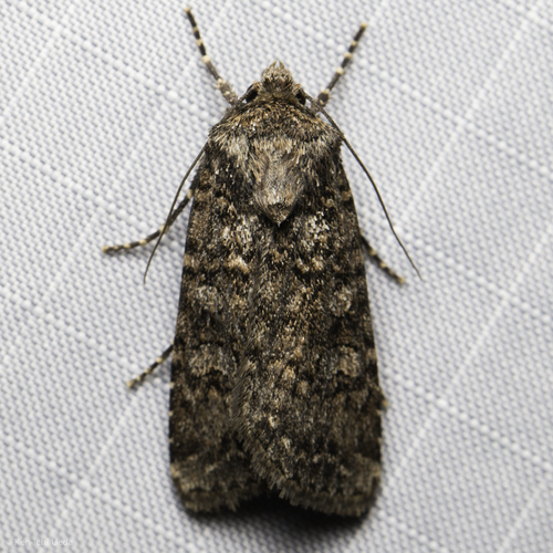 iNaturalist observation photo of Cutworm Moths and Allies