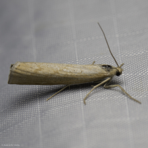 iNaturalist observation photo of Crambid Snout Moths