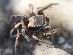 Habronattus klauseri