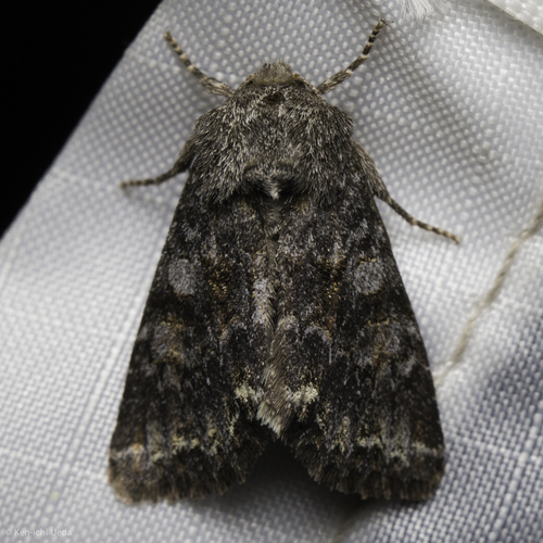 iNaturalist observation photo of Hadenini