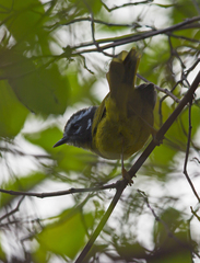 Myiothlypis basilica