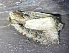 Eueretagrotis attentus