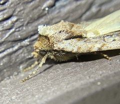 Eueretagrotis attentus