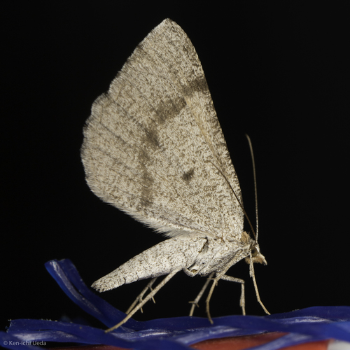 iNaturalist observation photo of Sericosema
