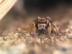 Habronattus klauseri