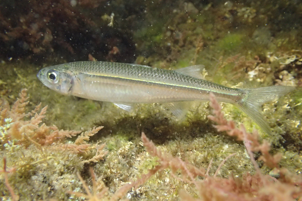 Sand Smelt