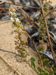 Sesamoides spathulifolia