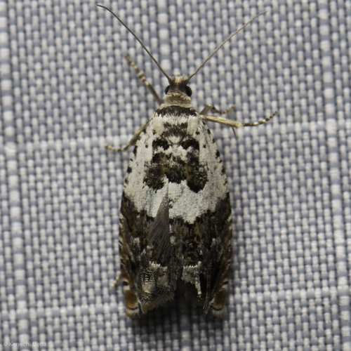 iNaturalist observation photo of Epinotia nigralbana