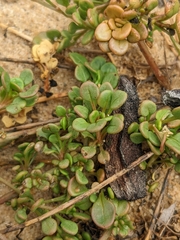 Sesamoides spathulifolia