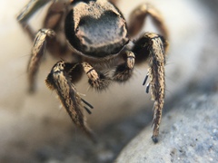 Habronattus klauseri
