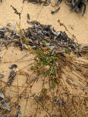 Sesamoides spathulifolia