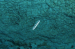 Xibalbanus tulumensis