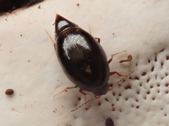 Scaphisoma agaricinum