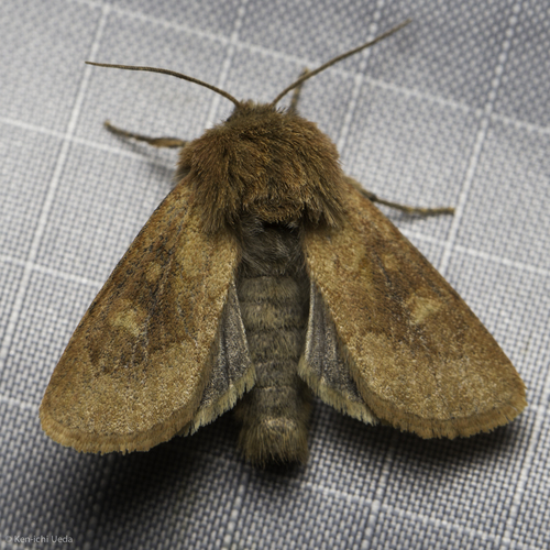 iNaturalist observation photo of Cutworm Moths and Allies