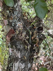 Pleopeltis michauxiana