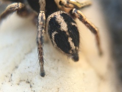 Habronattus klauseri