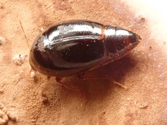 Scaphisoma agaricinum