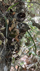 Pleopeltis michauxiana