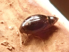 Scaphisoma agaricinum