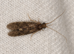 Ecnomidae