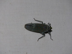 Enchophora leae
