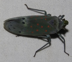 Enchophora leae