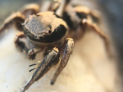 Habronattus klauseri