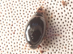 Scaphisoma agaricinum