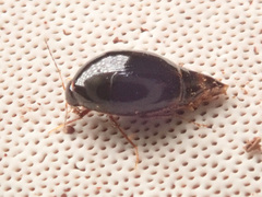 Scaphisoma agaricinum