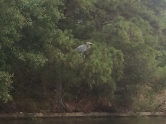 Ardea herodias