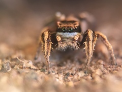 Habronattus klauseri