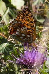 Argynnis adippe