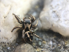 Habronattus klauseri