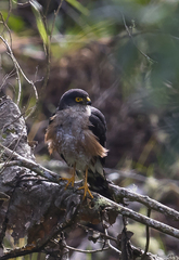 Accipiter striatus ventralis