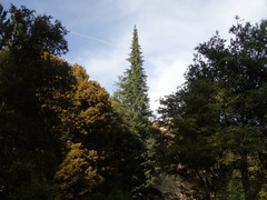 Abies bracteata