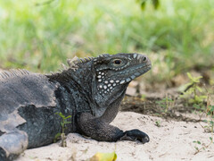 Cyclura nubila caymanensis