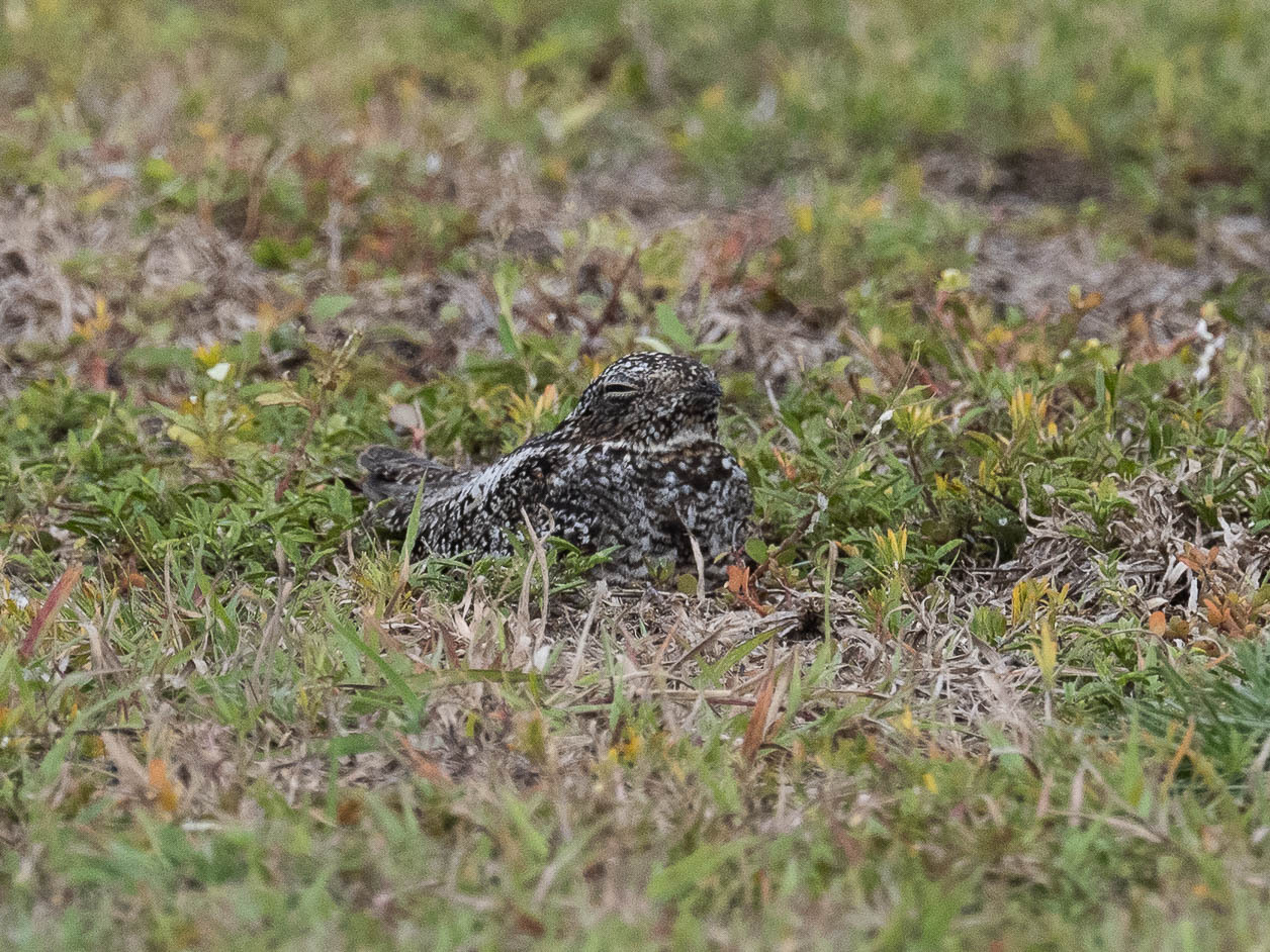 Antillean Nighthawk (Chordeiles gundlachii)