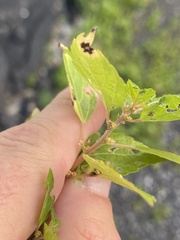 Acalypha rhomboidea