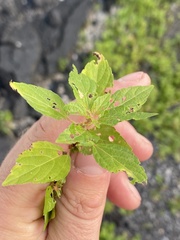 Acalypha rhomboidea
